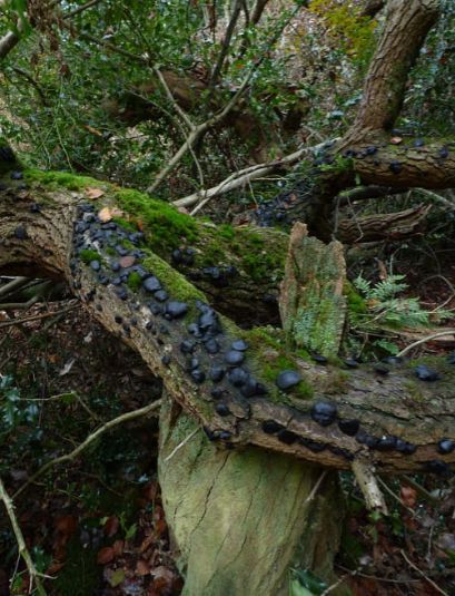 Mature fruit bodies along an oak stem in the New Forest, UK.